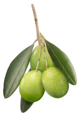 Green olives on branch w leaves, paths