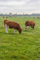 Fototapeta na wymiar brown and white cattle in a lush summer pasture in dutch field