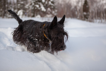 Scottish terrier is posing in a snow