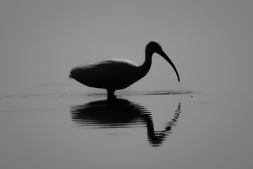 Egret in water monochrome