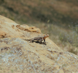 Lizard basking under the sun in Georgian mountains