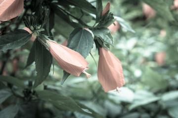 Filtered image shallow DOF red hibiscus flower and buds in Vietnamese garden fence