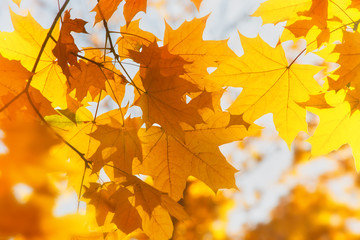 Naklejka na ściany i meble Bright yellow maple leaves, fall season outdoor background