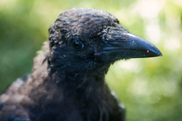 A close up image of a crow.