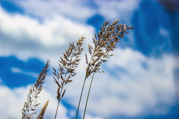 Grass on background of blue sky