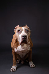 Calm golden Staffordshire Bull Tarrier sitting in studio
