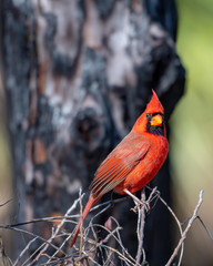 Male cardinal perched on some twigs