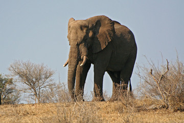 Elefanti africani