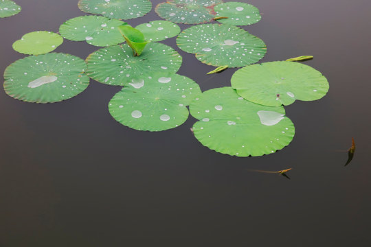 Water Droplets On Lotus Leaves