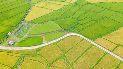 Aerial view of the green and yellow rice field landscape different pattern at morning in the northern thailand