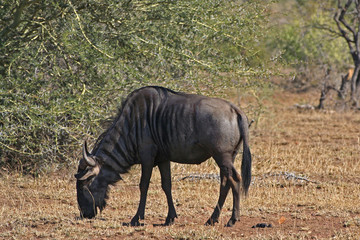 Gnu africano