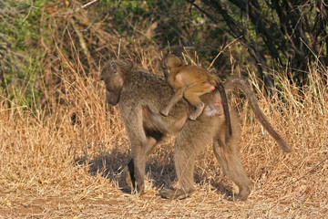 Scimmie africane