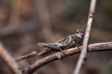 The brown grasshopper on a branch in the forest. Close up of the Brown insects on the branches in the garden.