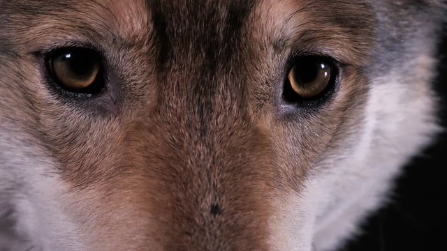 Nahaufnahme Augen. Ein Hybrid aus Schäferhund und Wolf, ein tschechoslowakischer Wolfshund. Studio mit schwarzem Hintergrund, 50 fpm
