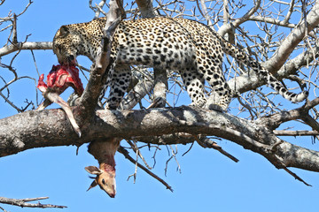 Leopardi africani