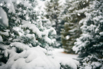 Beautiful winter landscape with snow covered trees