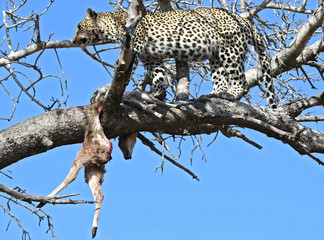 Leopardi africani