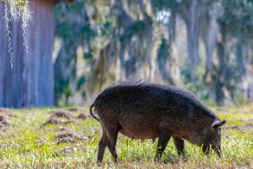 Wild mother pig in a field in Florida