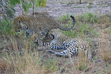 Leopardi africani