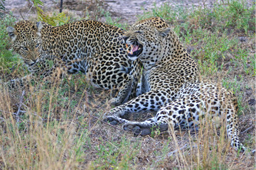 Leopardi africani