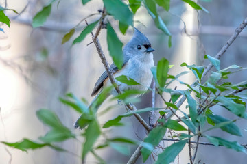 Tufted titmouse sits on a branch in a bush - small gray bird