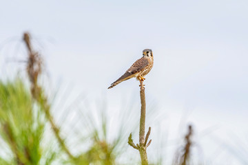 American Kestrel perched in a field