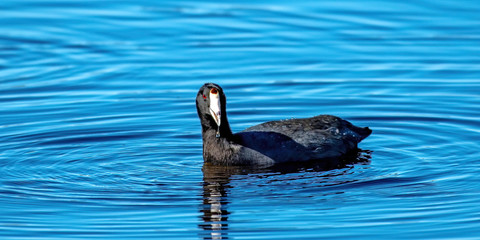 American coot swimming in blue water - Florida