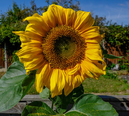 Sunflower in full bloom, close up