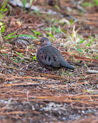Gray dove lands on a bed of pine needles