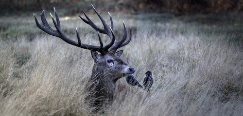 Stags in Richmond Park in London