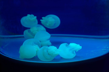 jellyfish