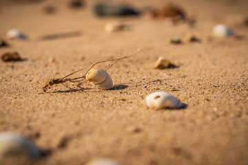 Shells and pebbles on Snettisham Beach, Norfolk, England, UK