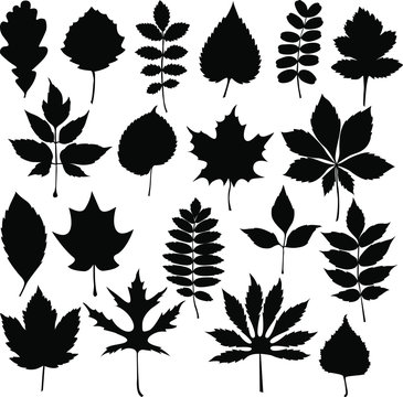 black different tree leaves isolated on white background