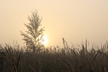 Rising sun over a foggy field.