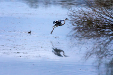 Gray heron flying over the pond.