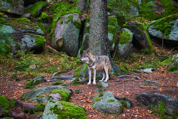 Naklejka na ściany i meble The wolf (Canis lupus), also known as the gray or grey wolf in natural habitat