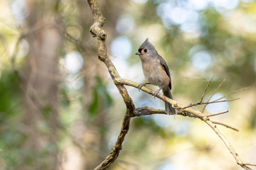 Small gray tufted titmouse perched