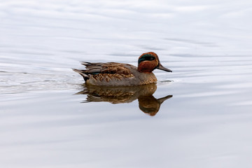 Teal, surface duck. Family Anatidae - Anas crecca