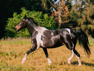 Obraz na płótnie Canvas running painted country horse in a rural country side