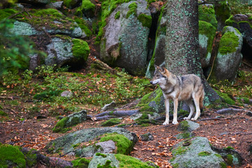 The wolf (Canis lupus), also known as the gray or grey wolf in natural habitat