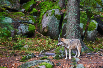 Naklejka na ściany i meble The wolf (Canis lupus), also known as the gray or grey wolf in natural habitat