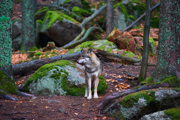 The wolf (Canis lupus), also known as the gray or grey wolf in natural habitat