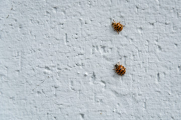 Two ladybugs on a painted brick wall