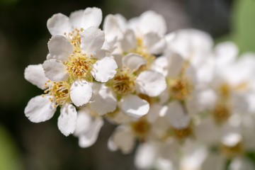 white flowers