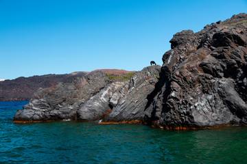 Fototapeta premium A goat standing on a rock in front of a bright blue sky in the Greek Islands.