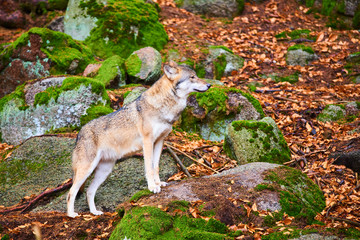 The wolf (Canis lupus), also known as the gray or grey wolf in natural habitat