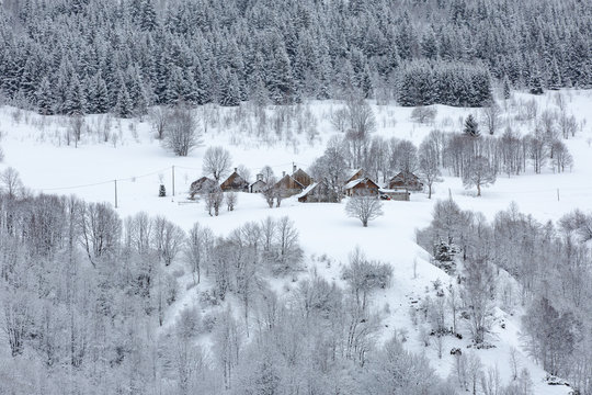 Early morning in Alps, cold temperature. All trees in the forest around village are covered by frost.
