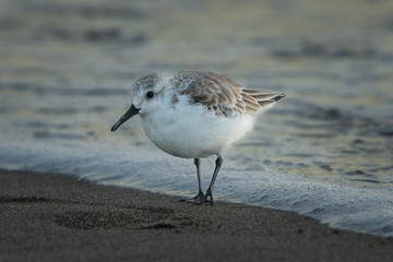 Beach Bird