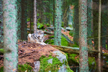 The wolf (Canis lupus), also known as the gray or grey wolf in natural habitat