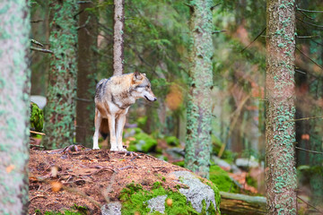The wolf (Canis lupus), also known as the gray or grey wolf in natural habitat